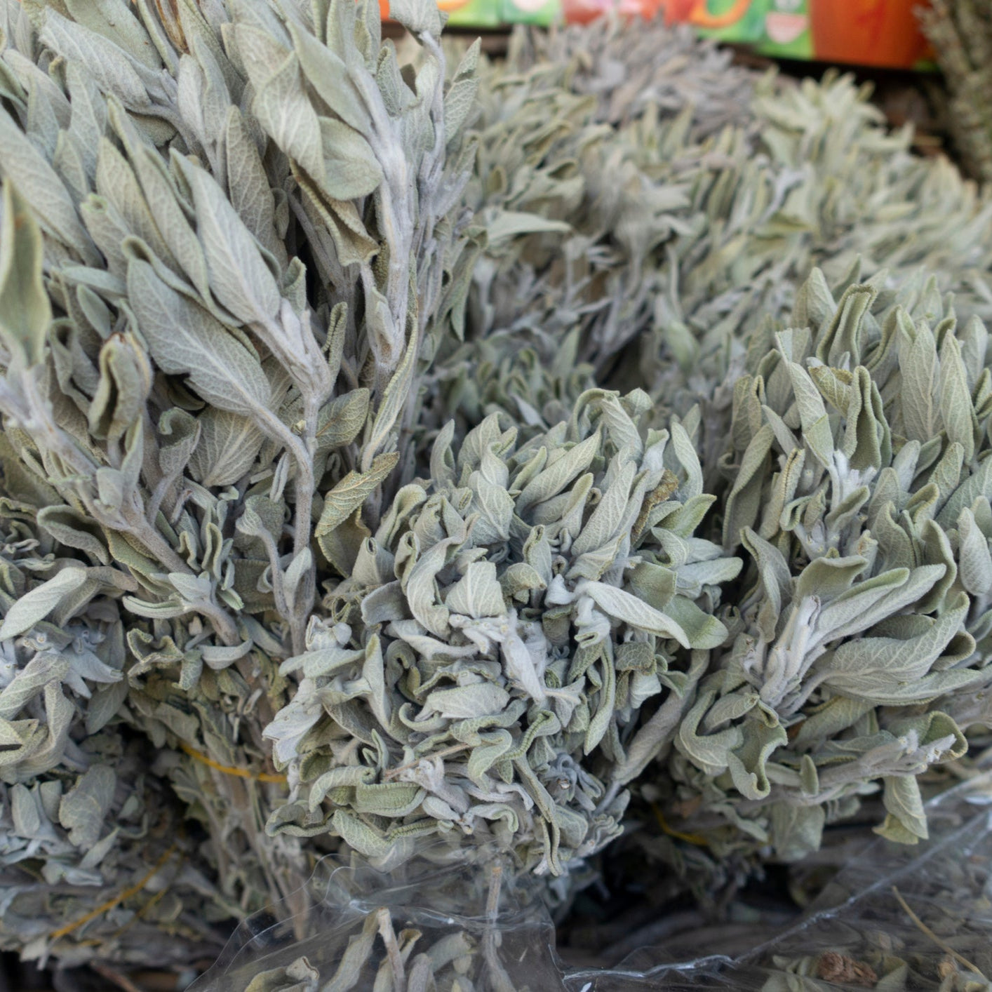 White Sage