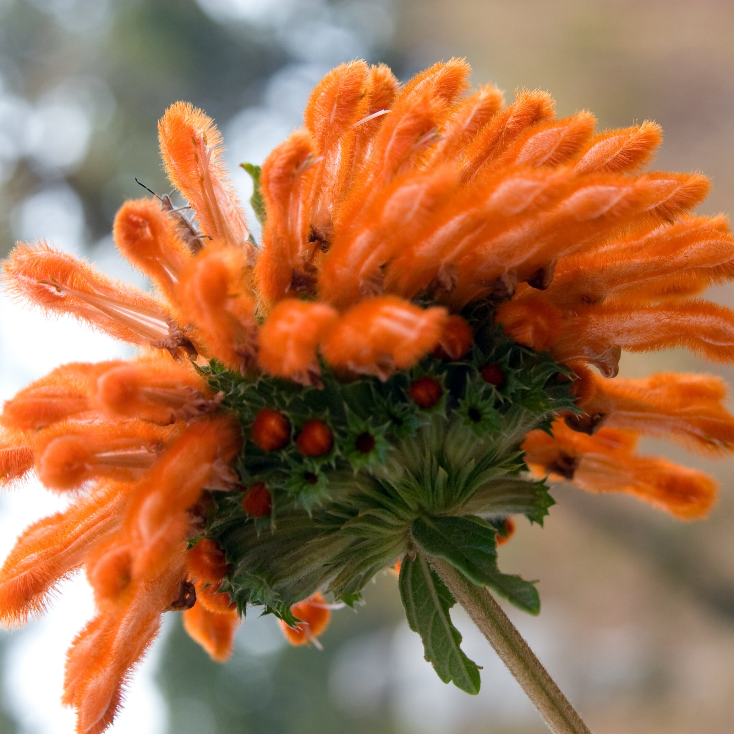 Lion's Tail Leonotis leonurus