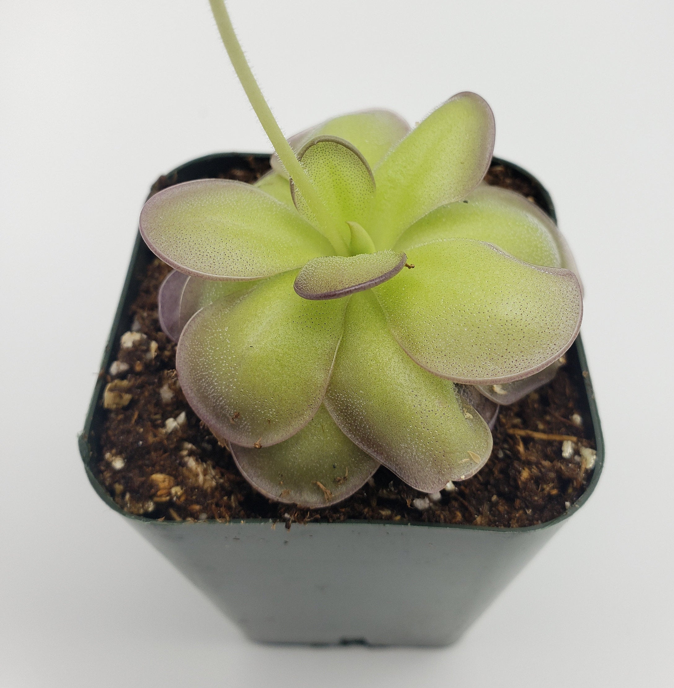 Pinguicula hemiepiphytica x cyclosecta