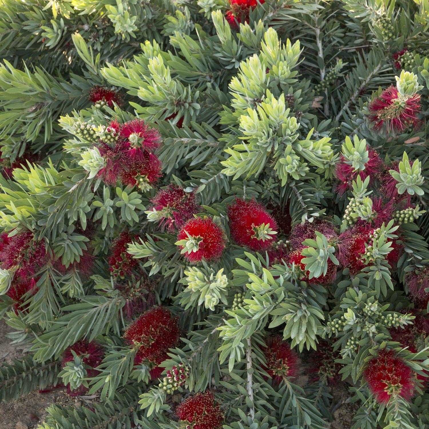 bottlebrush little john