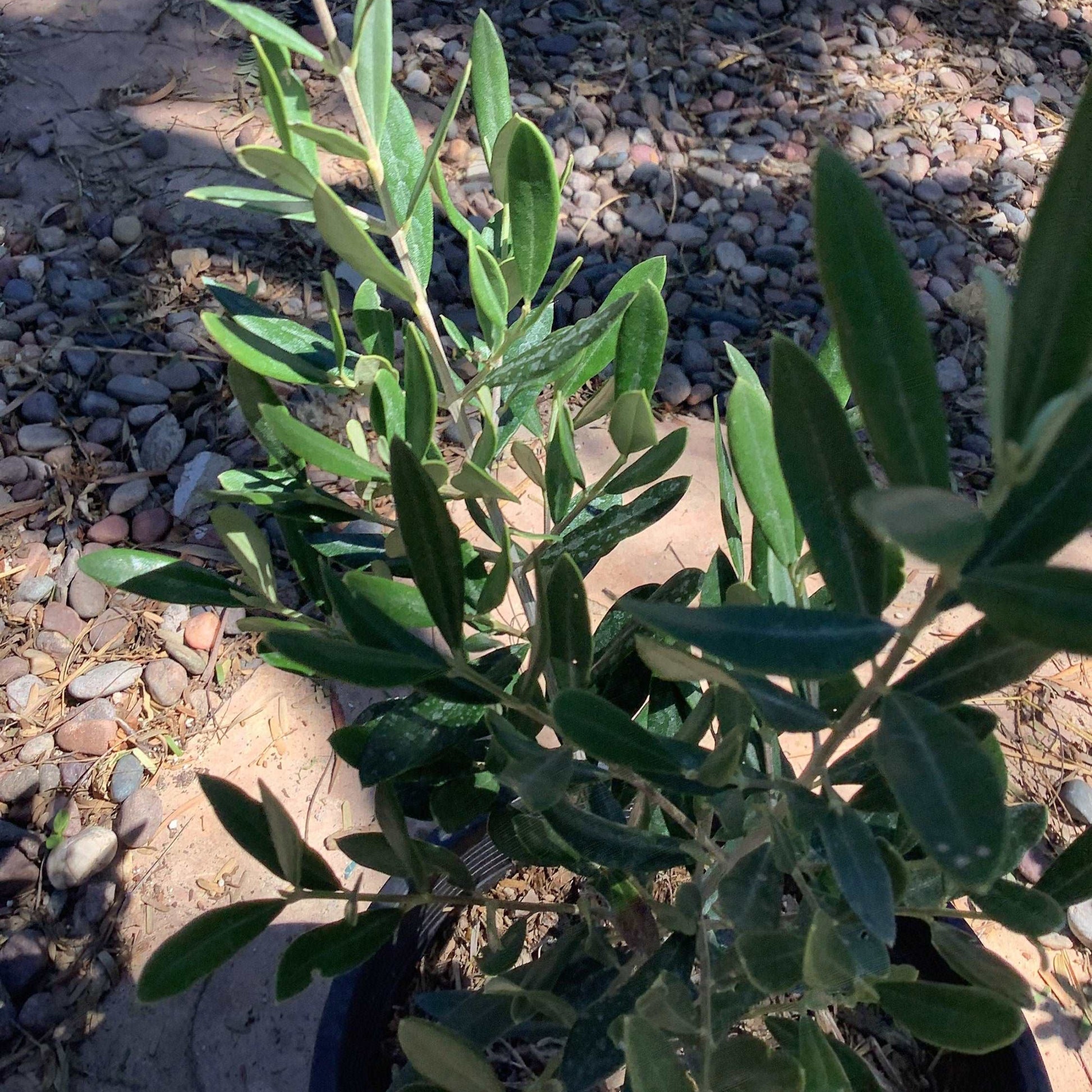 Fruitless Olive