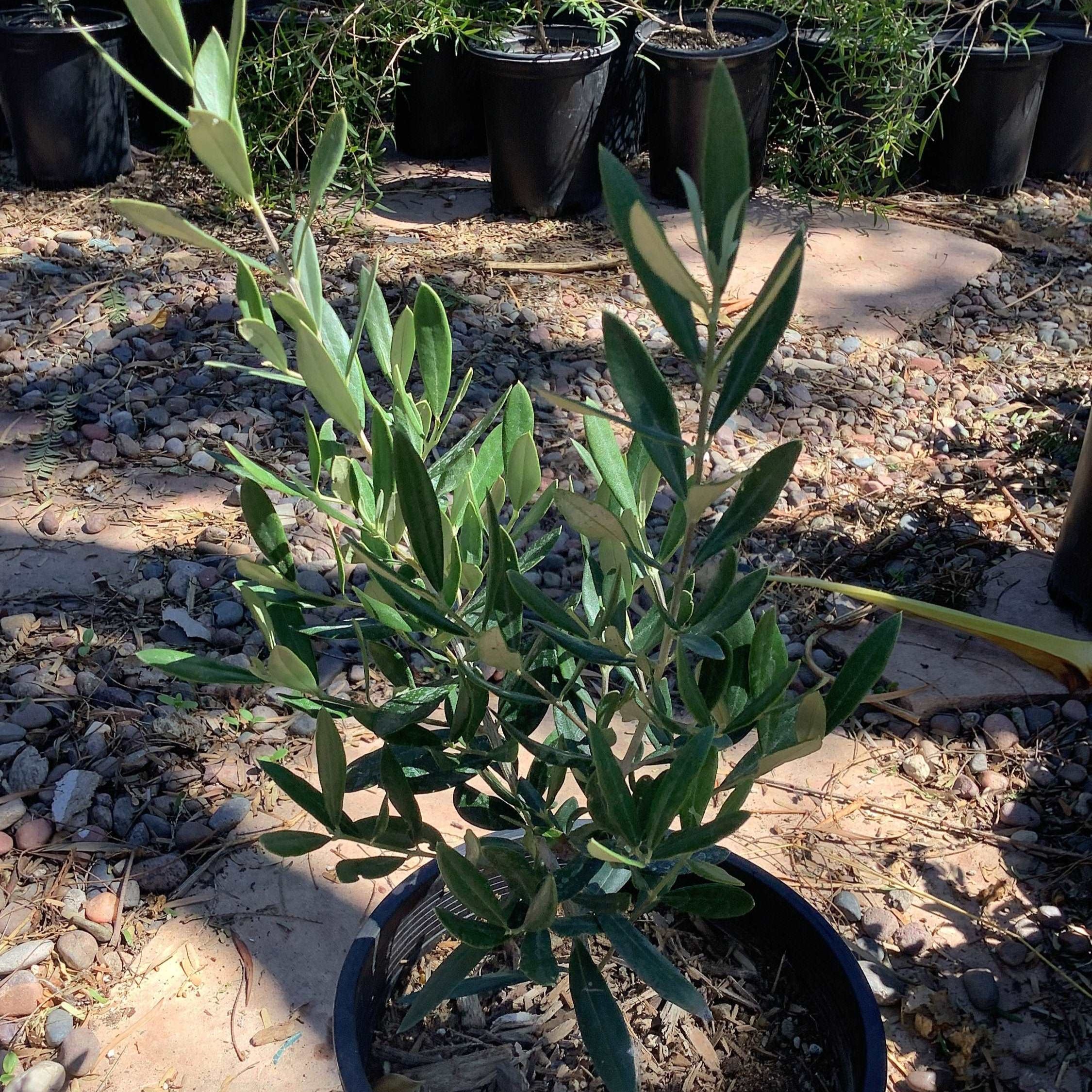 Fruitless Olive Trees