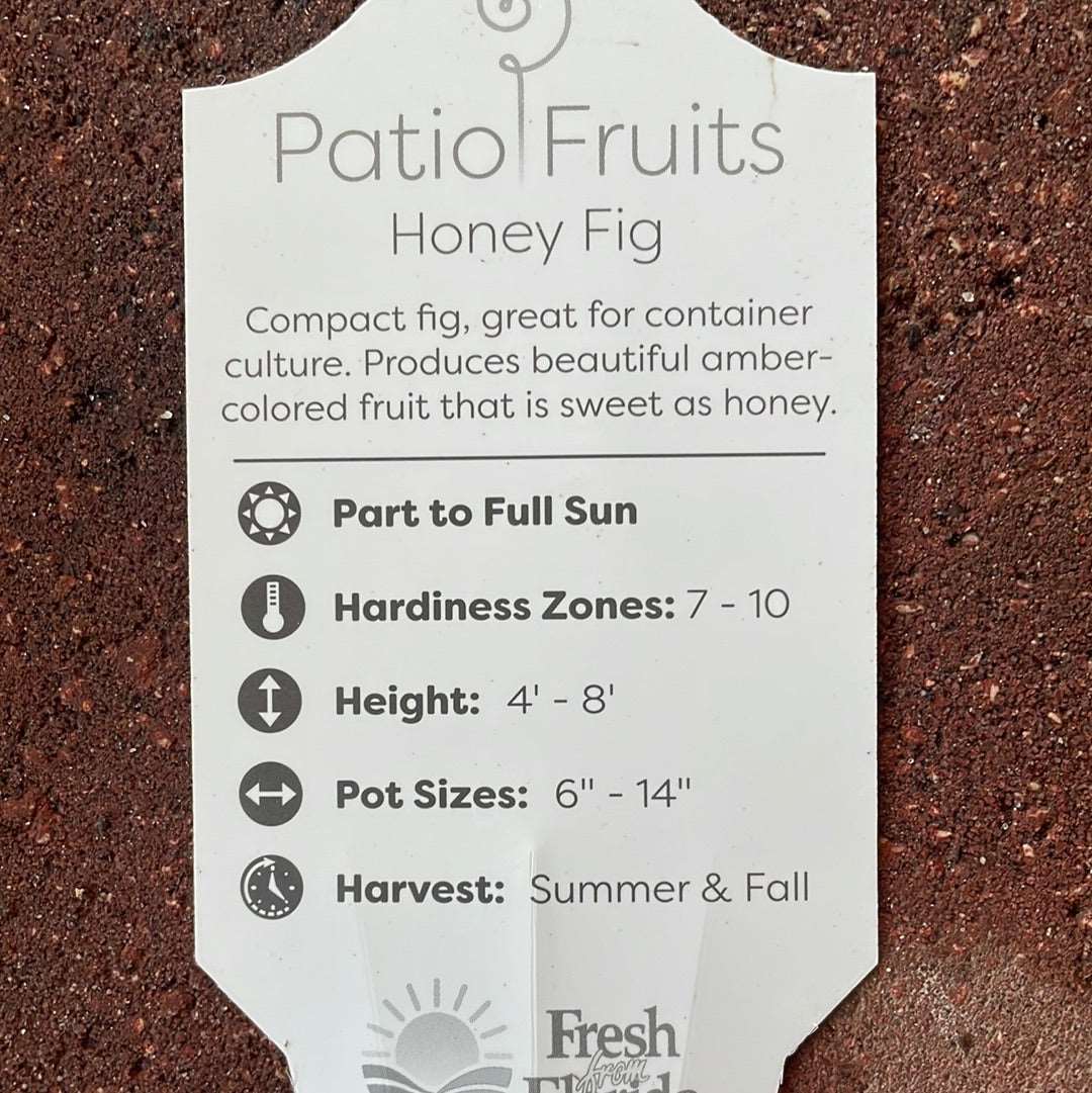 Patio fruits 2 Lovehopegrow