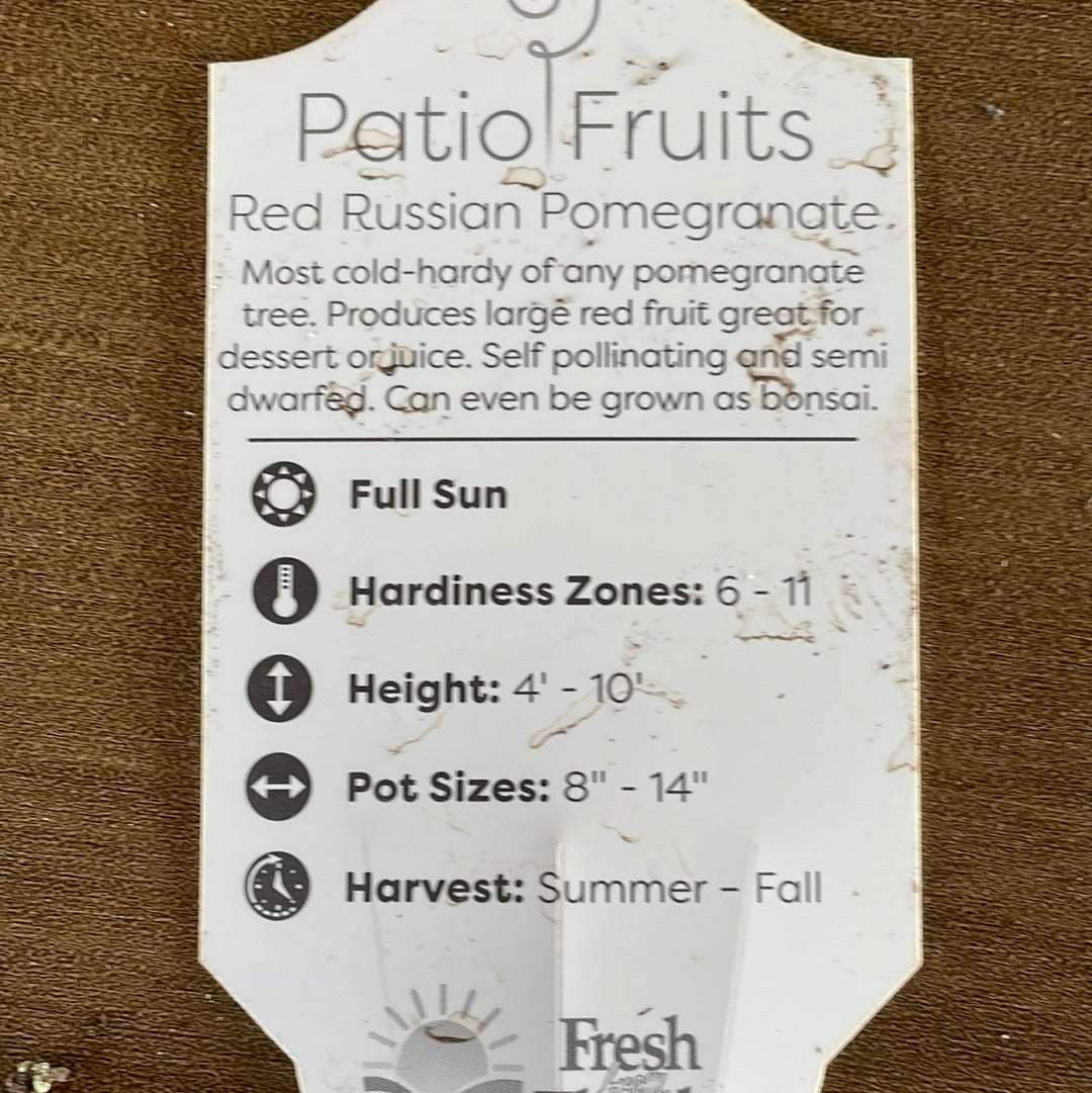 Patio Fruits 1 Lovehopegrow
