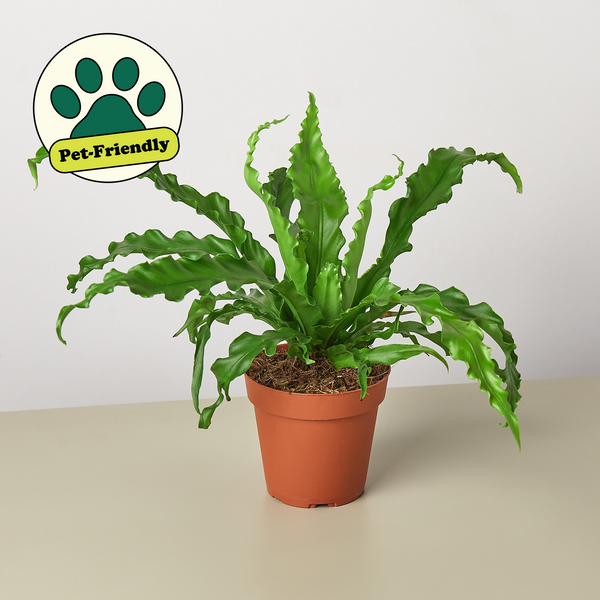 bird's nest fern pet friendly Asplenium Antiquum Victoria 6-8in Pot