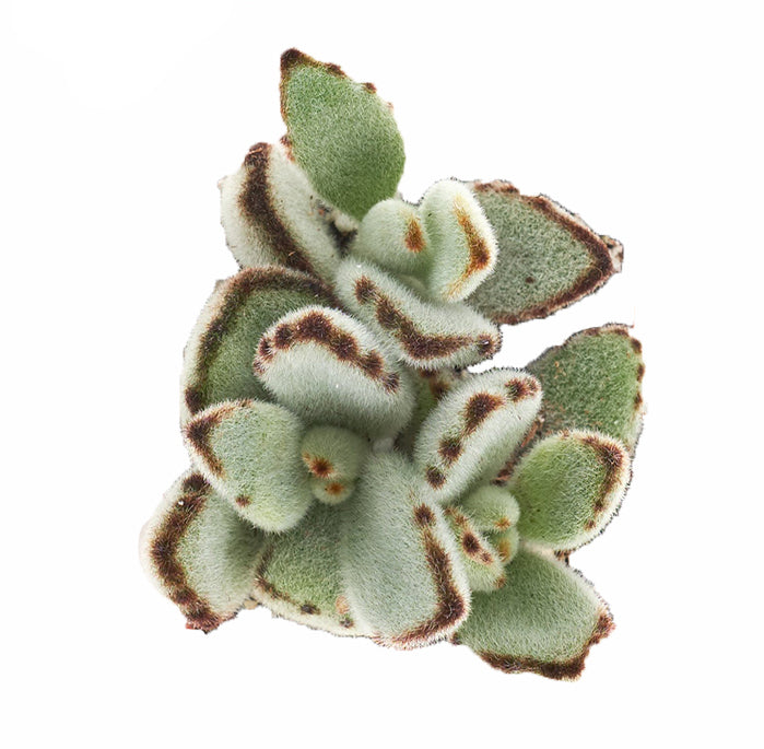 Kalanchoe tomentosa 'Panda Plant'