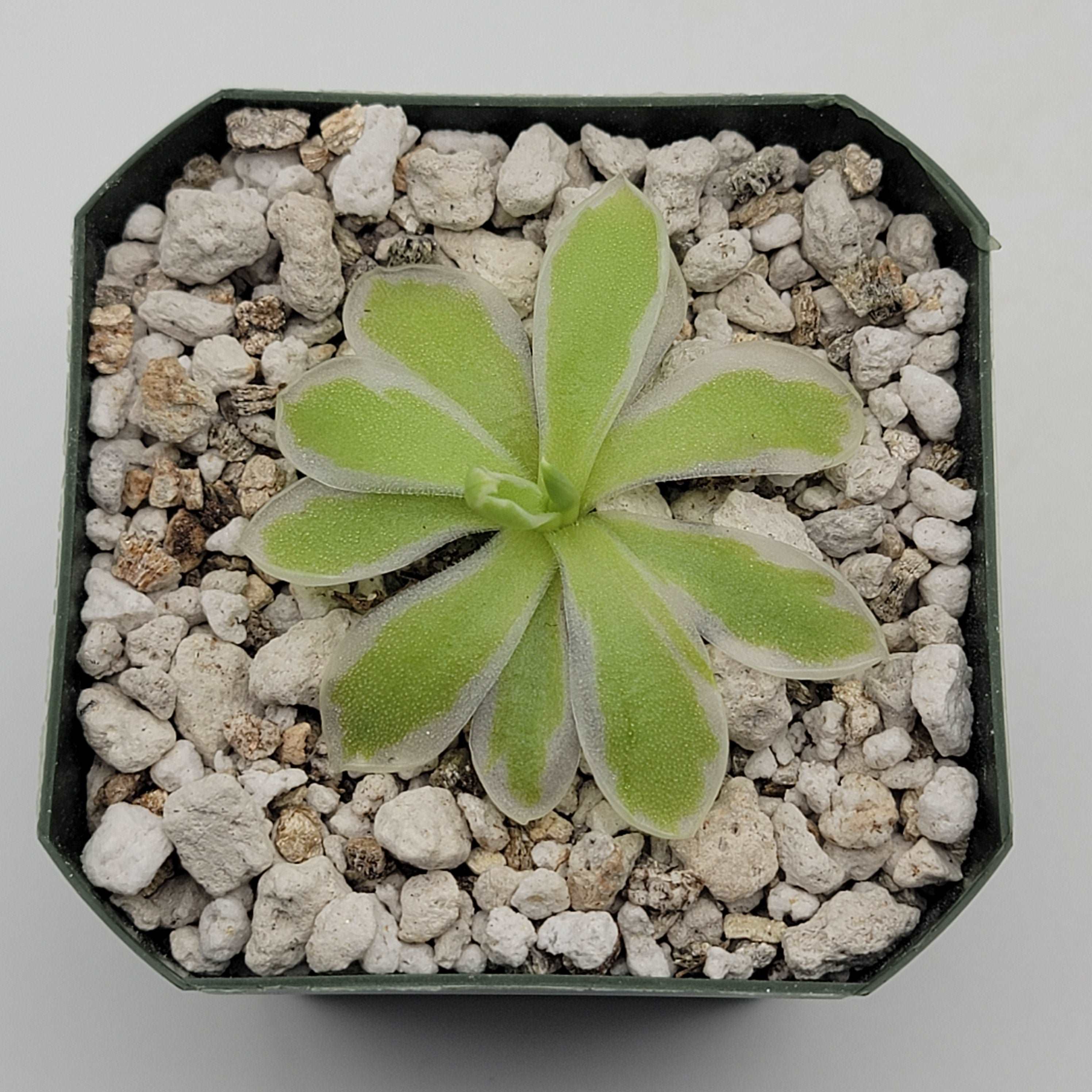 Pinguicula "Snow Queen" Rainbow Carnivorous Plants LLC