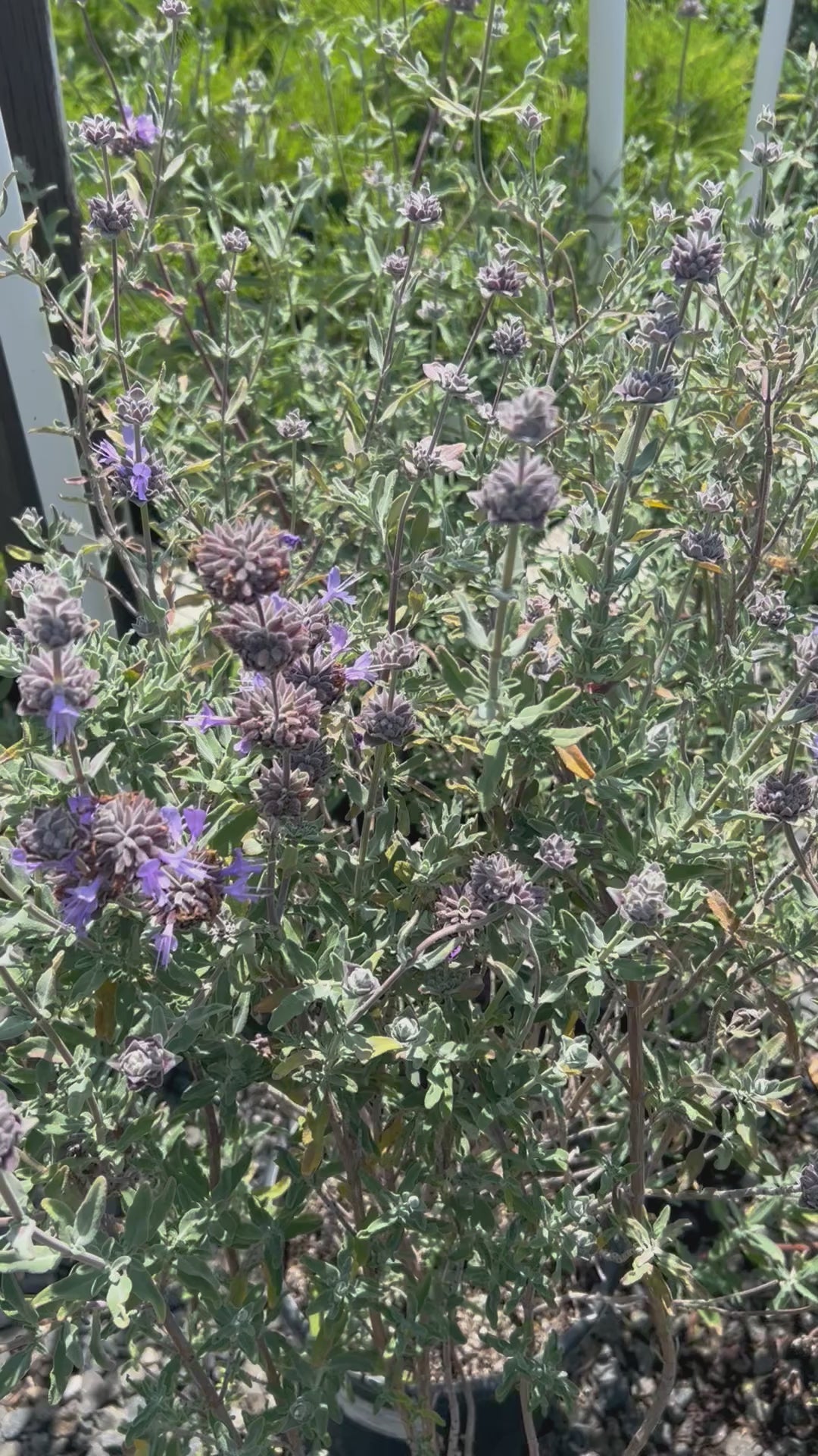Load video: Purple Sage Salvia leucophyllla &#39;Point Sal&#39; Pollinator Plant 