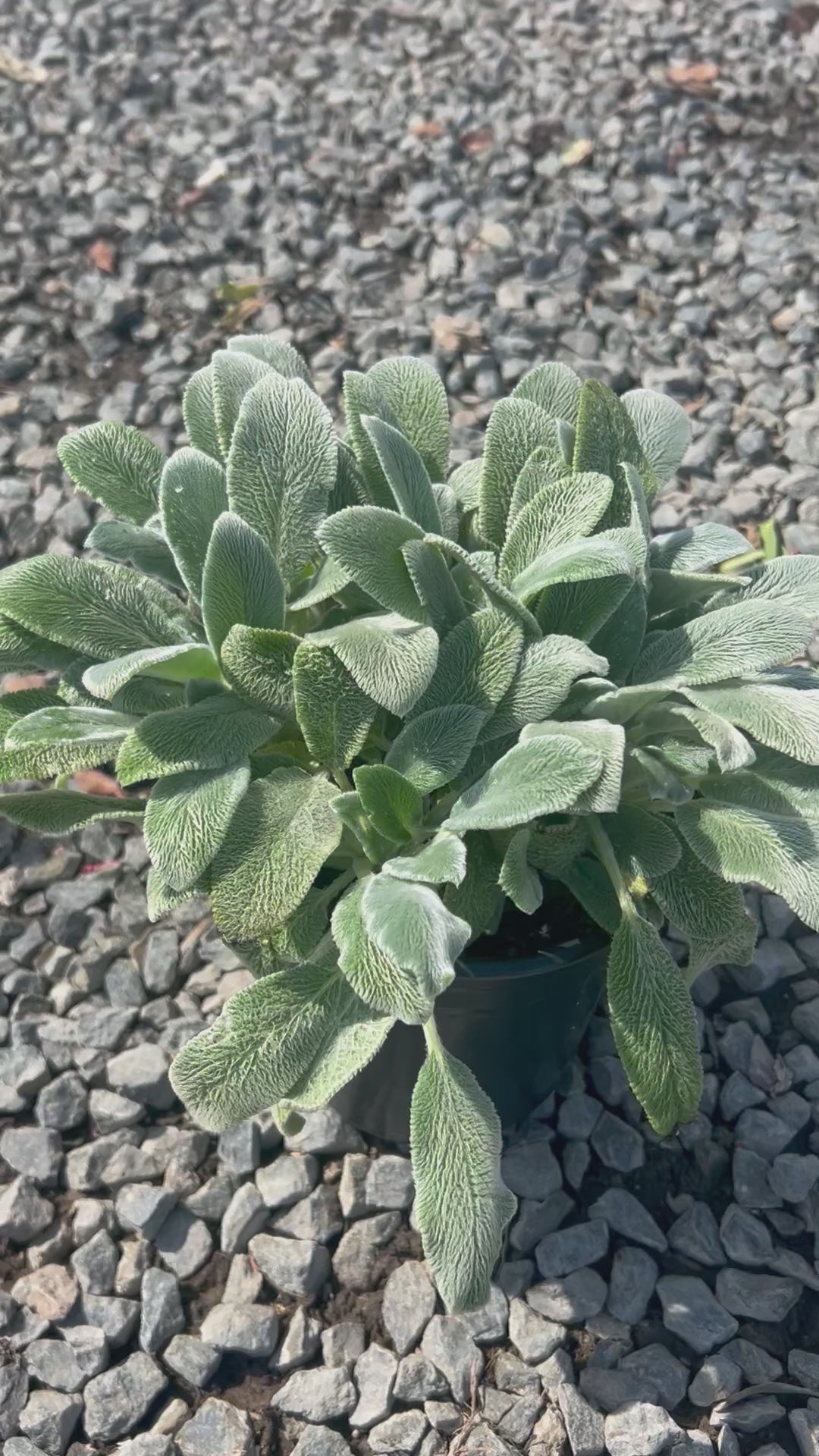 Load video: Lambs ear 