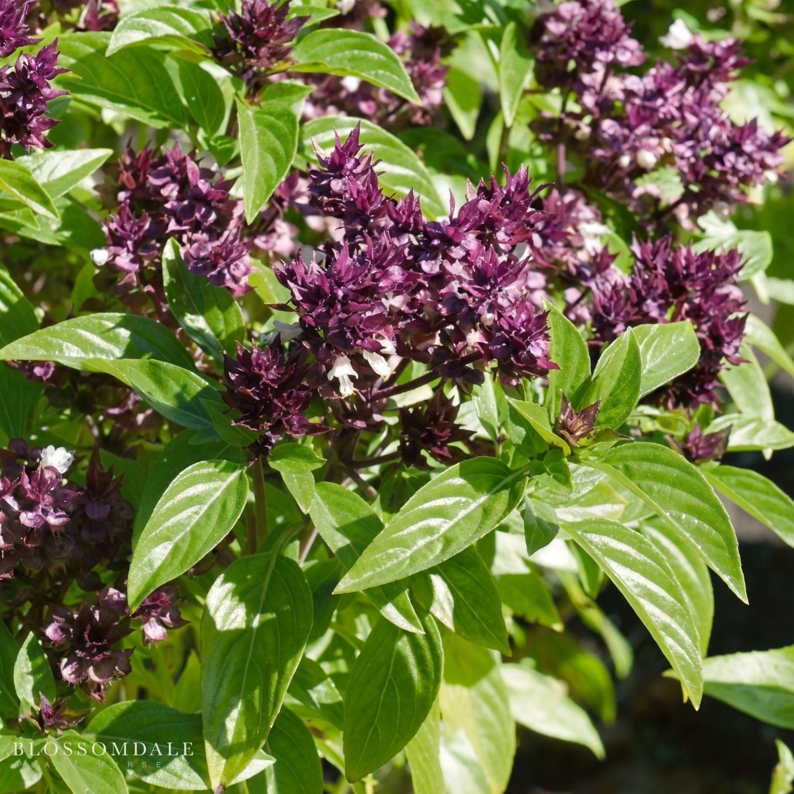 Siam Queen Basil Seeds