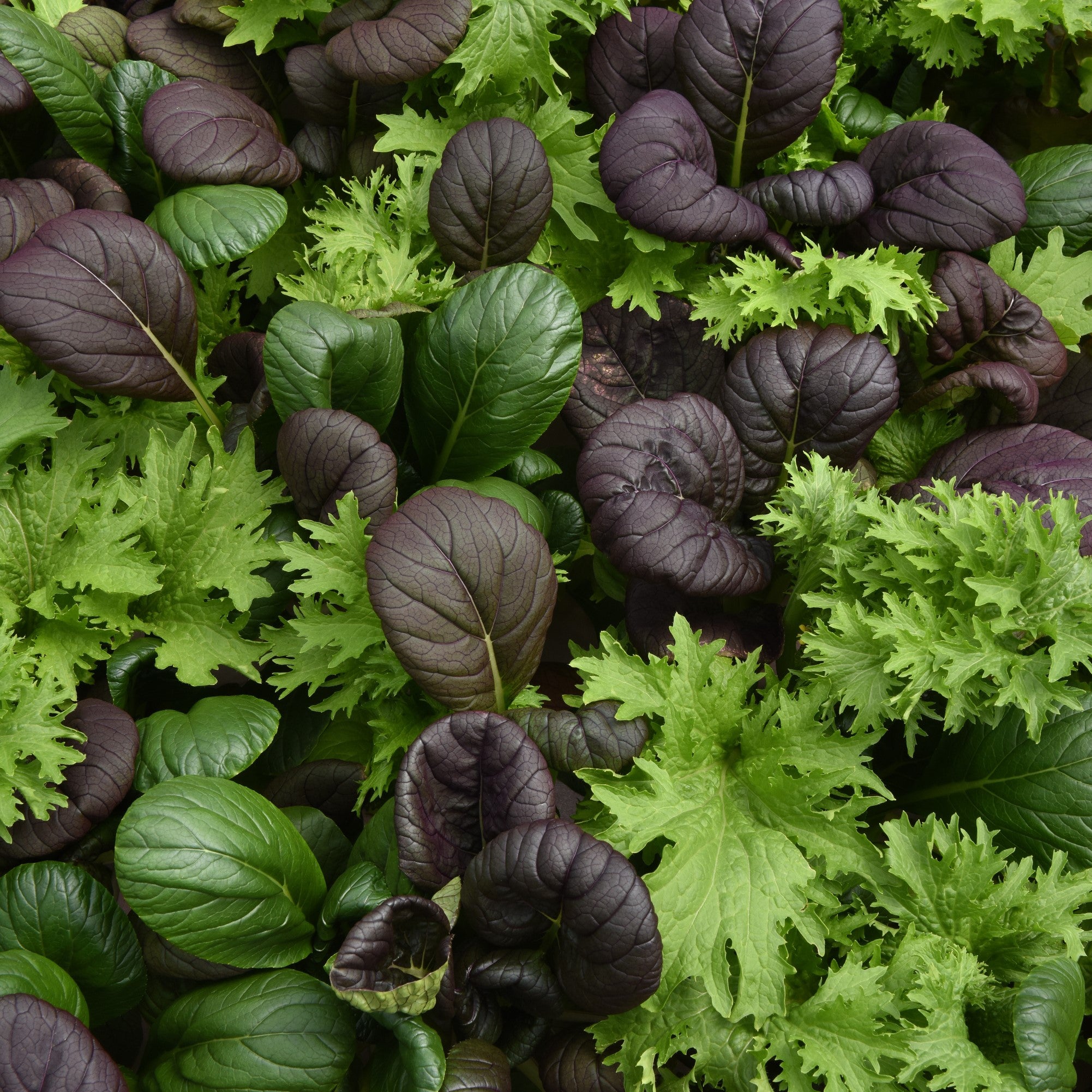 Simply Salad Pro Tatu Seed Mix