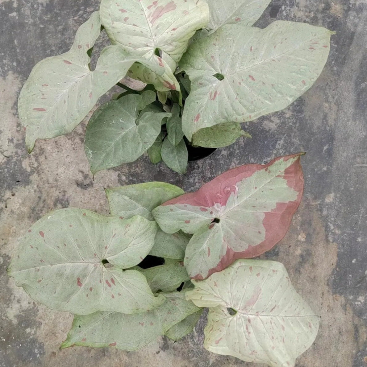 Syngonium ‘Milk Confetti’