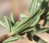 Eriogonum fasciculatum -California Buckwheat Plant One Gallon Size Healtny Harvesters