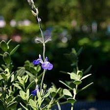 Salvia chamaedryoides 'Marine Blue' Germander Sage Healthy Harvesters