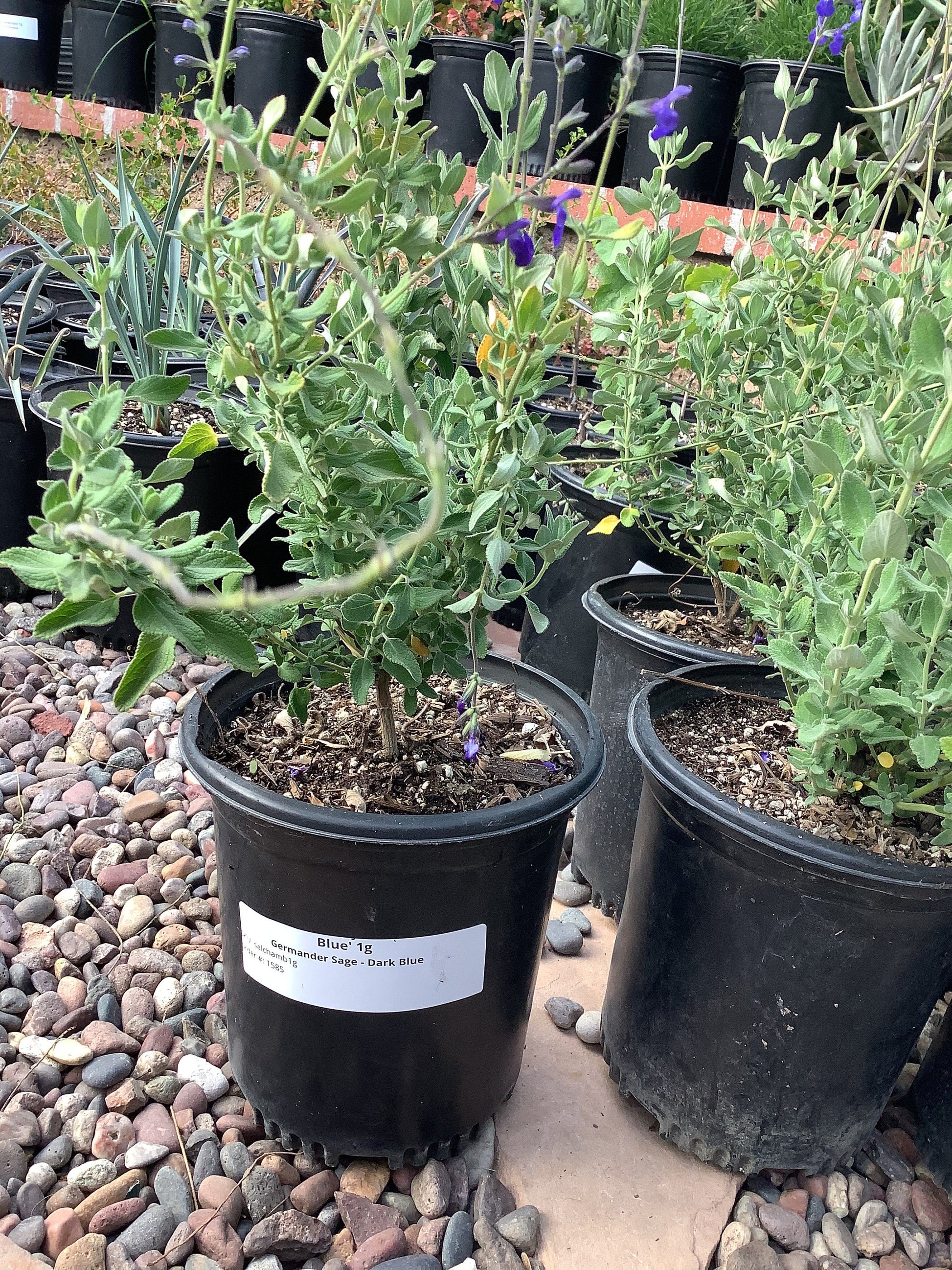 Salvia chamaedryoides 'Marine Blue' Germander Sage Healthy Harvesters