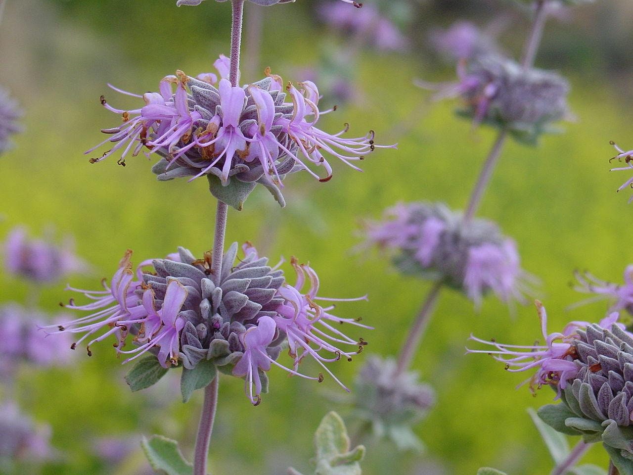 Purple Sage Salvia leucophyllla 'Point Sal' Flowers 