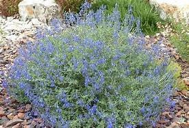 Salvia chamaedryoides 'Marine Blue' Germander Sage Healthy Harvesters