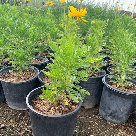 Yellow Bush Daisy Euryops Sonnenschein