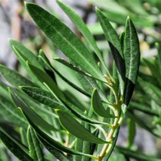 Fruitless Olive Tree