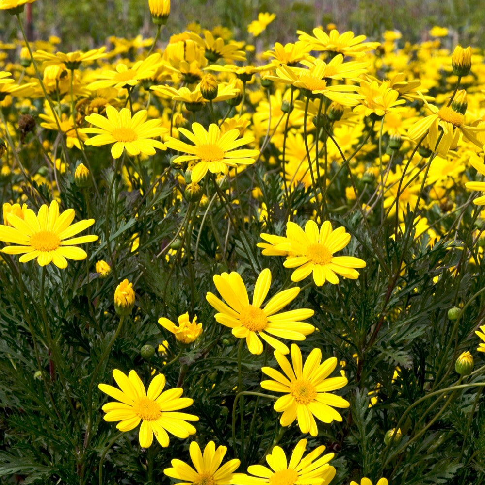 Yellow Bush Daisy Euryops Sonnenschein