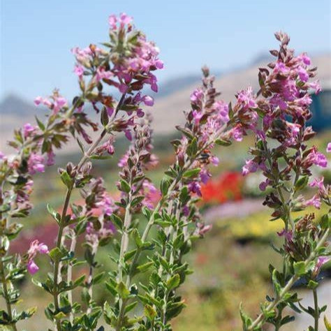 Wall Germander Teucrium chamaedrys Plant One Gallon Size Healtny Harvesters