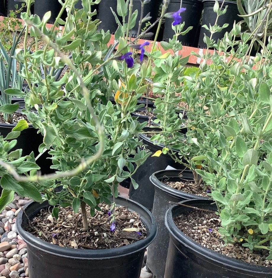 Russian Sage Perovskia atriplicifolia Blue Spire Plant One Gallon Size Healtny Harvesters
