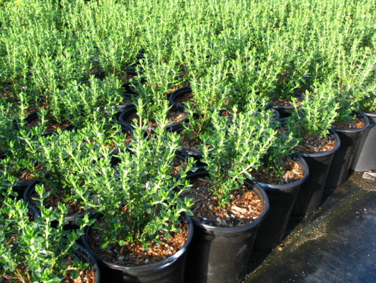 Wall Germander Teucrium chamaedrys Plant One Gallon Size Healtny Harvesters